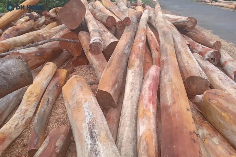 Mít dai là loại gỗ mít được đánh giá cao nhất về chất lượng nhưng lại có phần lõi gỗ khá nhỏ