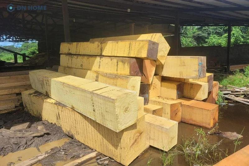 Vàng tươi là màu sắc đặc trưng của gỗ mít dai, loại gỗ này thường được khai thác khi đạt 30 năm tuổi