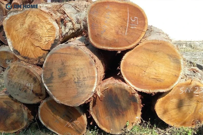 Gỗ khai thác từ cây mít Nam Phi có màu vàng đậm, vân gỗ xoắn rõ nét và thớ gỗ nặng