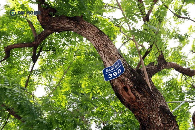 Cây gỗ sưa có nguồn gốc ở khu vực các nước Đông Nam Á