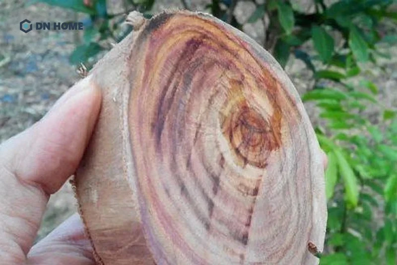 Đường vân gỗ của sưa trắng không quá nổi bật