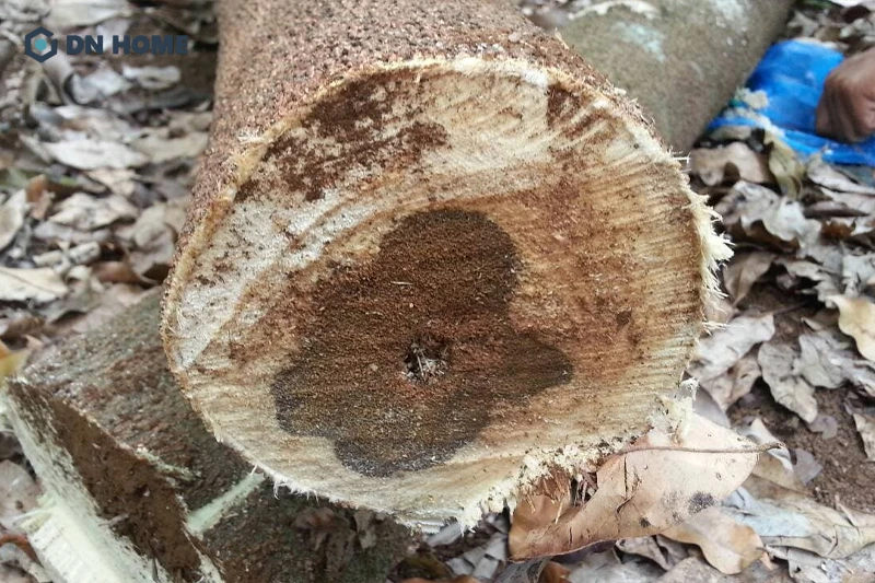 Trầm hương là loại gỗ trầm xếp sau kỳ nam, mùi thơm dịu nhẹ và là loại trầm phổ biến trên thị trường