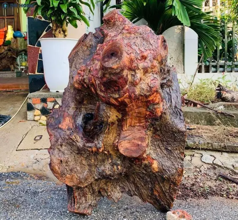 Gỗ cây xá xị có màu nâu đỏ hoặc nâu vàng ấm áp