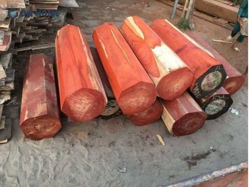 Gỗ hương đỏ Nam Phi sinh trưởng chậm và thích nghi tốt với môi trường nắng nóng khắc nghiệt