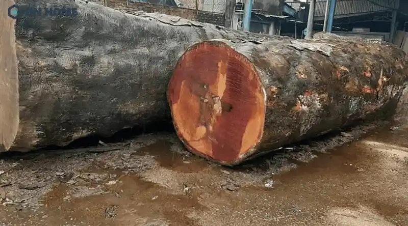 Gỗ xoan