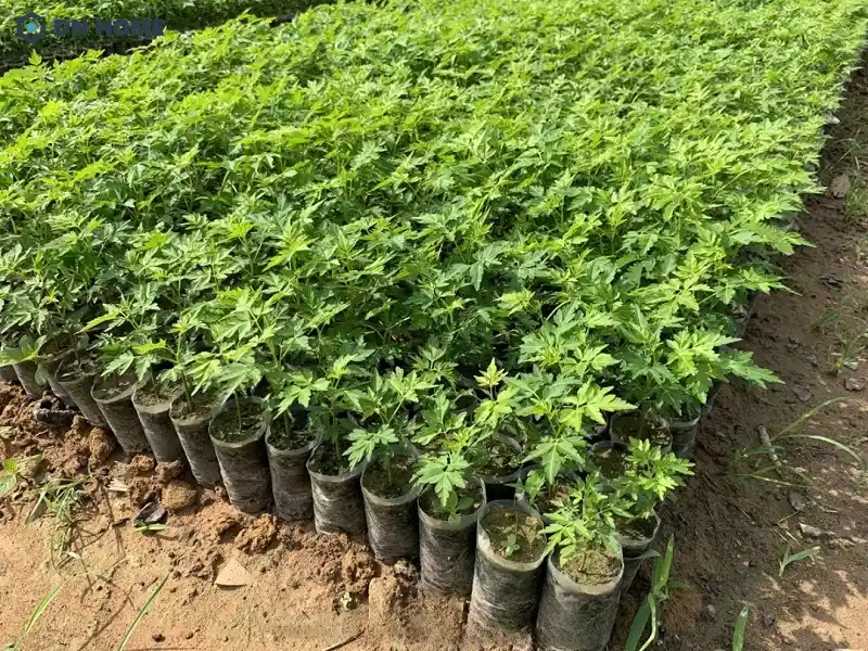 Gỗ xoan
