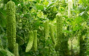 Mướp đắng chứa hàm lượng dinh dưỡng rất cao