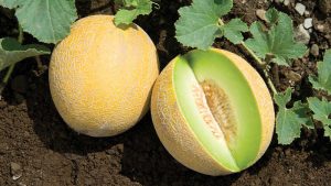 Nên chọn dưa có phần cuống hơi lõm xuống, cầm chắc tay và đã có mùi thơm