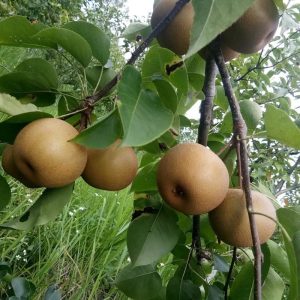 Quả mắc cọp còn được biết đến với cái tên lê rừng, lê nâu