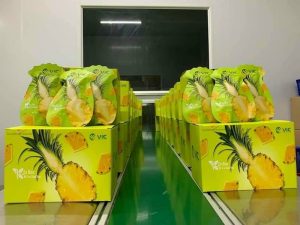 Sản phẩm kích thích giảm cân không giảm mỡ trong thời gian ngắn