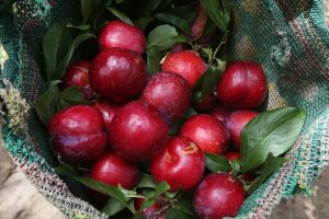 Mận bắc là loại trái cây chứa nhiều dưỡng chất cần thiết với sức khỏe