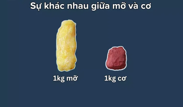 Cơ bắp và mỡ so sánh thành phần cơ thể