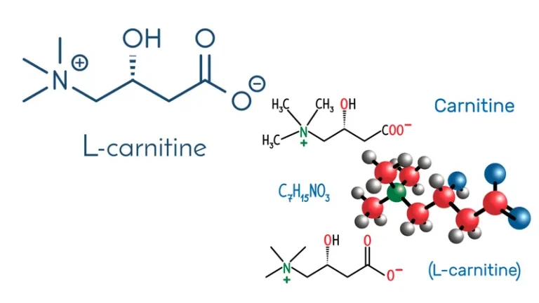 L-carnitine là gì: khái niệm cơ bản