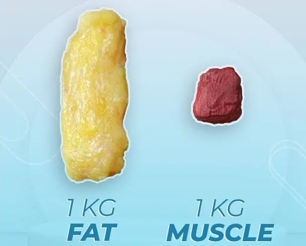 Muốn giảm hoặc tăng 1kg mỡ cần tạo thâm hụt hay dư bao nhiêu calo?