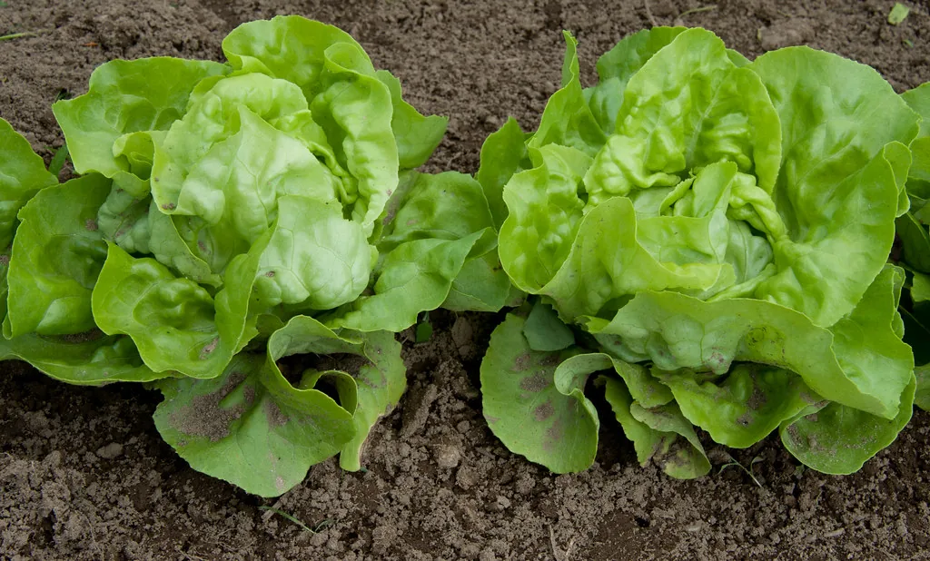 Is eating lettuce healthy