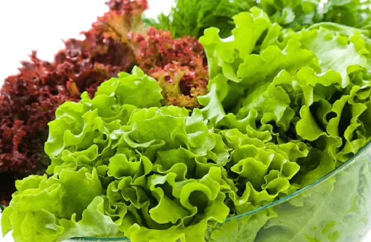Ăn xà lách sống thế nào để hạn chế nguy cơ nhiễm khuẩn?