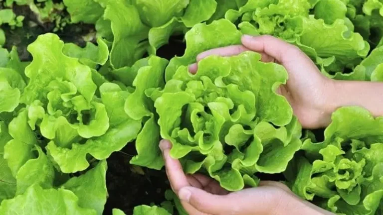 Ăn nhiều xà lách có tốt không?