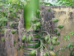 Làm trắng răng bằng quả cau tươi