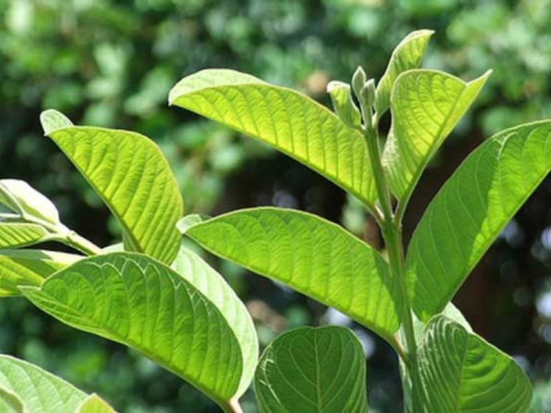 Lá ổi được xem là một vị thuốc dân gian có công dụng tẩy trắng răng, giúp hơi thở dễ chịu hơn