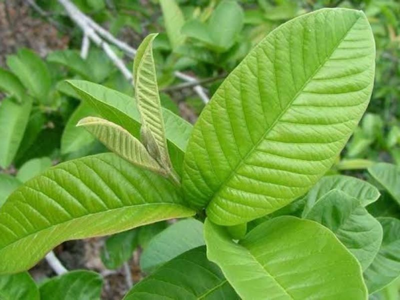 Có 2 cách làm trắng răng bằng lá ổi phổ biến: súc miệng nước lá ổi đun sôi và nước cốt lá ổi
