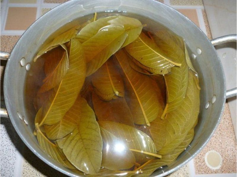 Đun sôi nước lá ổi và để nguội dùng làm nước súc miệng có thể tẩy trắng vết ố vàng