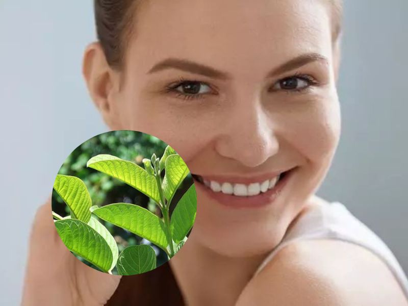 Nhai lá ổi tươi hoặc khô cải thiện được màu răng đáng kể nếu duy trì hàng ngày