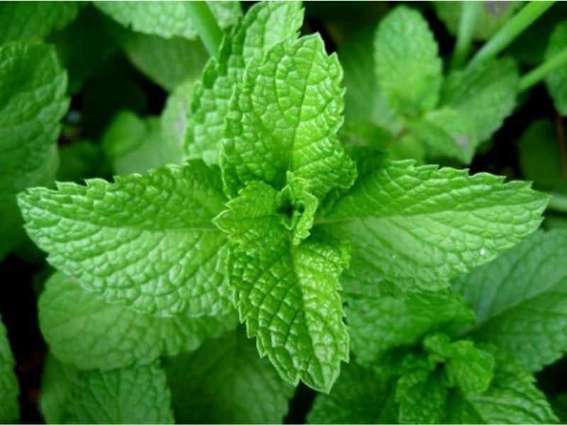 Bạc hà chứa tinh dầu menthol có công dụng làm sạch răng và mang lại hơi thở thơm mát