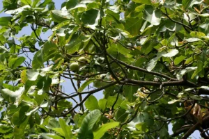 guava leaves teeth whitening