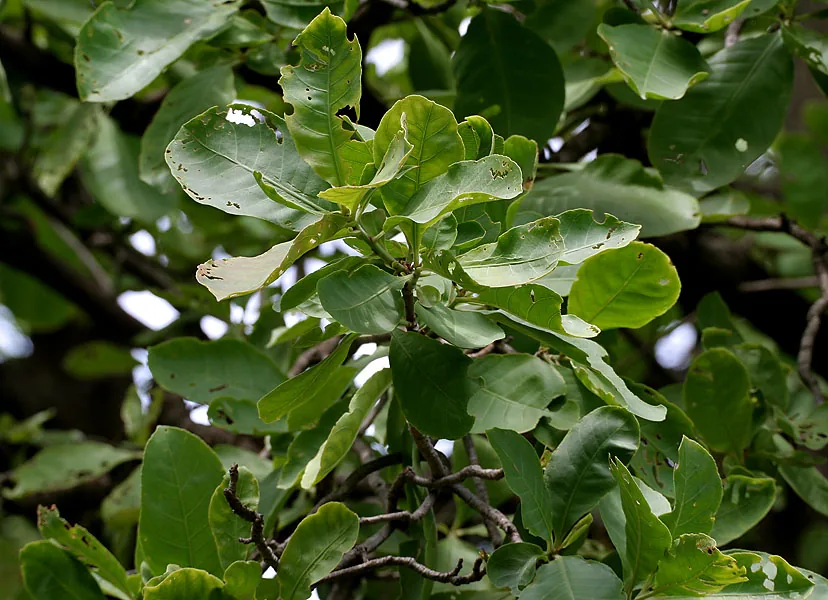 Công dụng của lá ổi