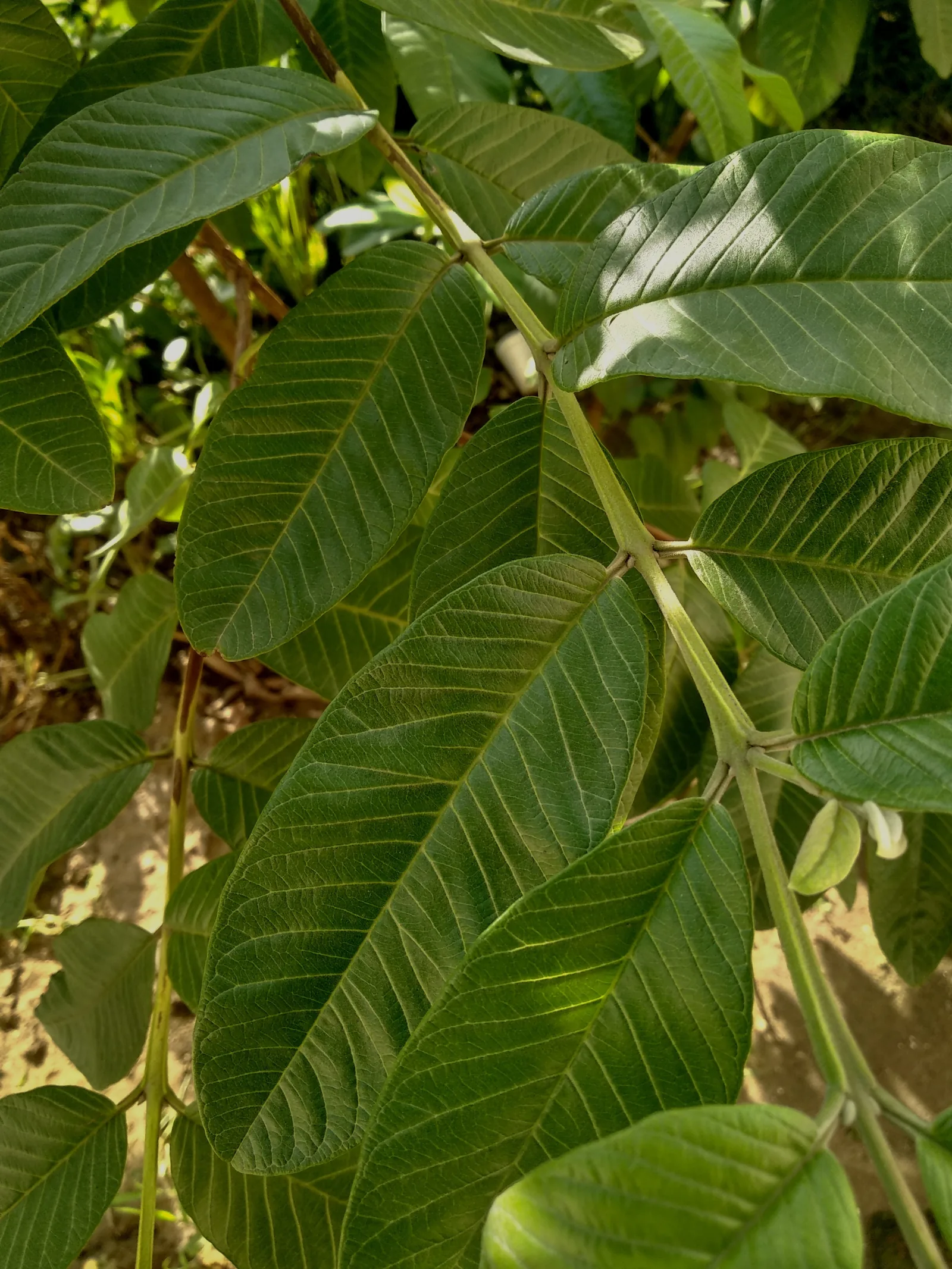 Lưu ý khi sử dụng lá ổi để làm trắng răng