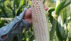 Hàm lượng dinh dưỡng trong ngô nếp rất cao