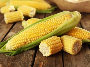 Bạn không cần phải kiêng ăn bắp vì đây bắp rất lành tính và tốt cho sức khỏe