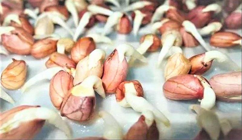 Đậu phộng mọc mầm sinh ra chất dễ gây ung thư Đậu phộng mọc mầm sinh ra chất dễ gây ung thư