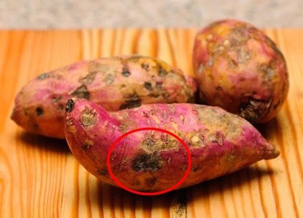 Nguồn gốc của độc tố là do nấm mốc mọc trên khoai Nguồn gốc của độc tố là do nấm mốc mọc trên khoai
