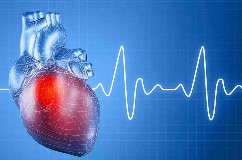 Cách hoạt động của tim là lý do khiến nó trở nên bền bỉ Cách hoạt động của tim là lý do khiến nó trở nên bền bỉ
