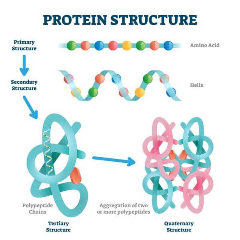 Chức năng cấu trúc của protein