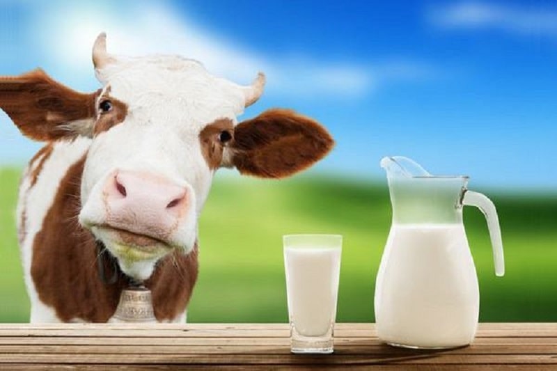 Sữa tươi không đường có nguồn gốc từ bò, dê, cừu và nhiều động vật khác Sữa tươi không đường có nguồn gốc từ bò, dê, cừu và nhiều động vật khác
