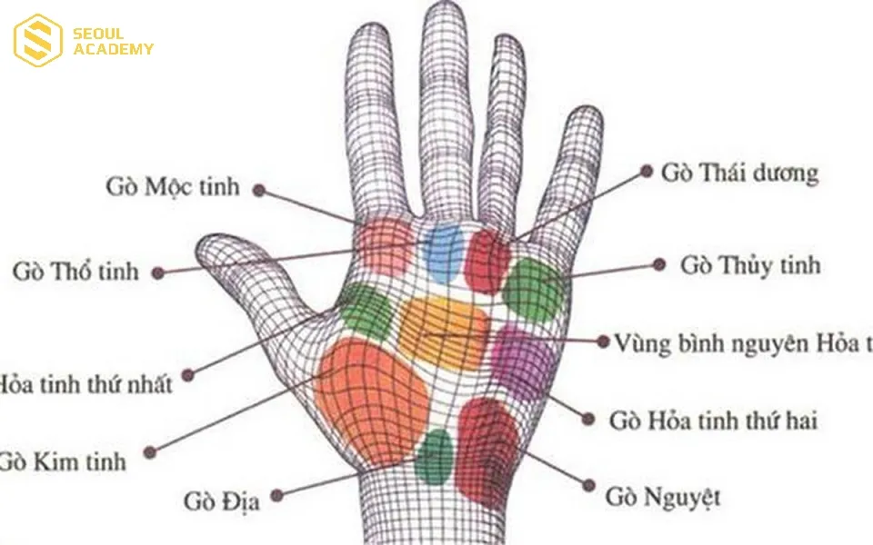 Lòng bàn tay có 5 gò chính thể hiện những ý nghĩa khác nhau