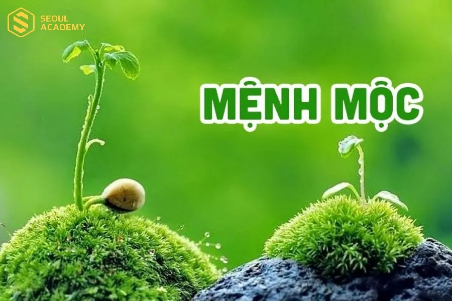 Người mệnh Mộc có thể lựa chọn các nhóm nghề thuộc hành Mộc