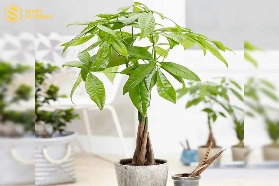 Bạn có thể kết hợp sử dụng thêm các vật phẩm phong thủy phù hợp để tăng sự thu hút may mắn