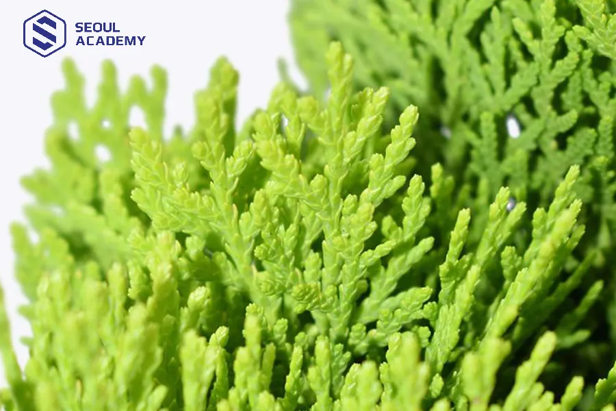 Lá thuộc bài nên đem vào phòng thi