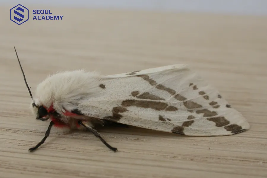 Bướm trắng bay vào nhà là điềm tốt