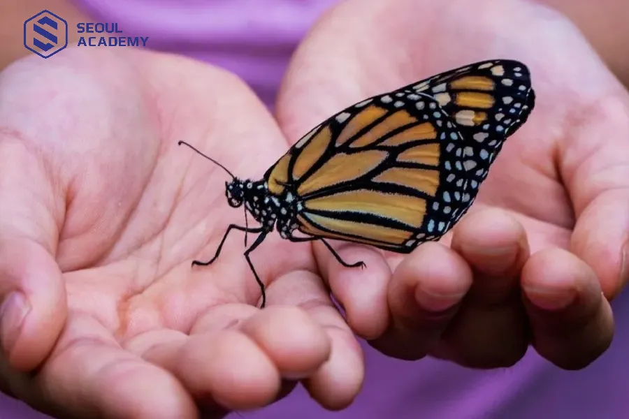 Dù ngày hay đêm nếu có bướm vào nhà thường là điều tốt