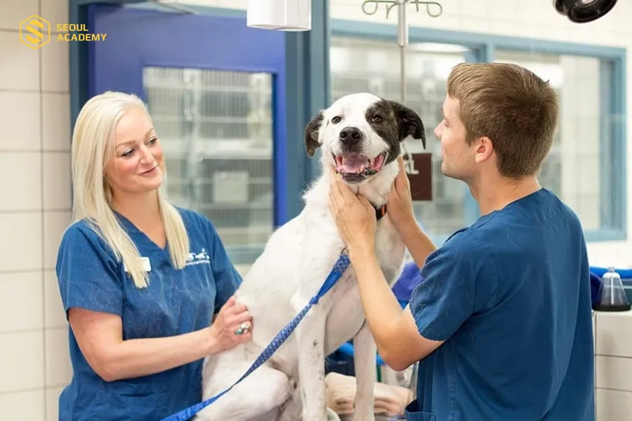 Có thể kiếm được tiền triệu mỗi ngày nhờ làm dịch vụ chăm sóc thú cưng