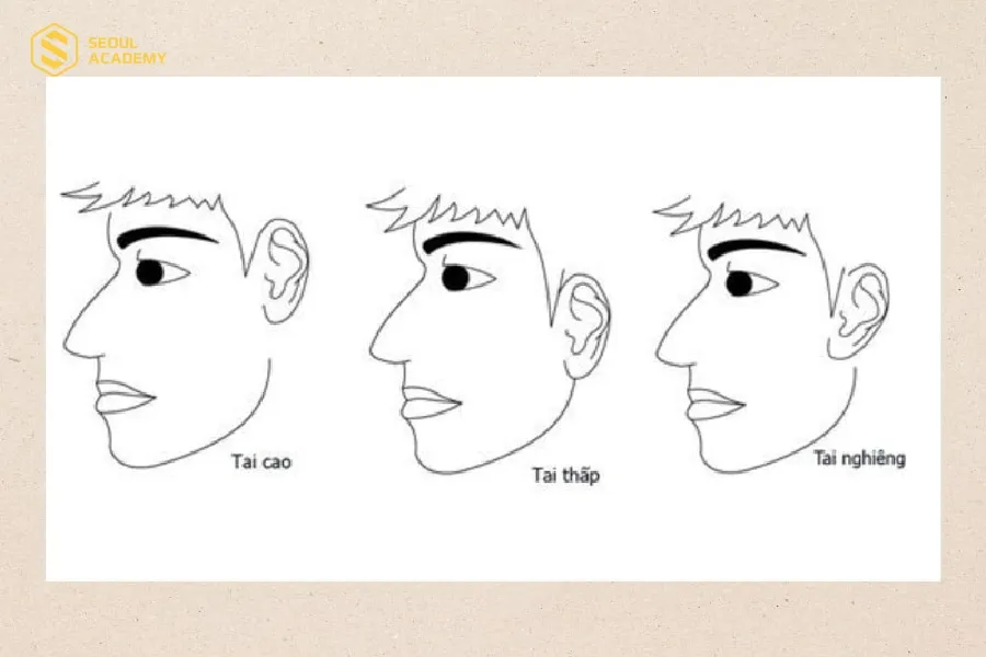 Xem tướng tai so với vị trí lông mày để biết tướng tai cao hay thấp