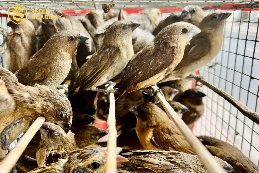 Bán chim phóng sanh thu nhập tốt trong năm mới