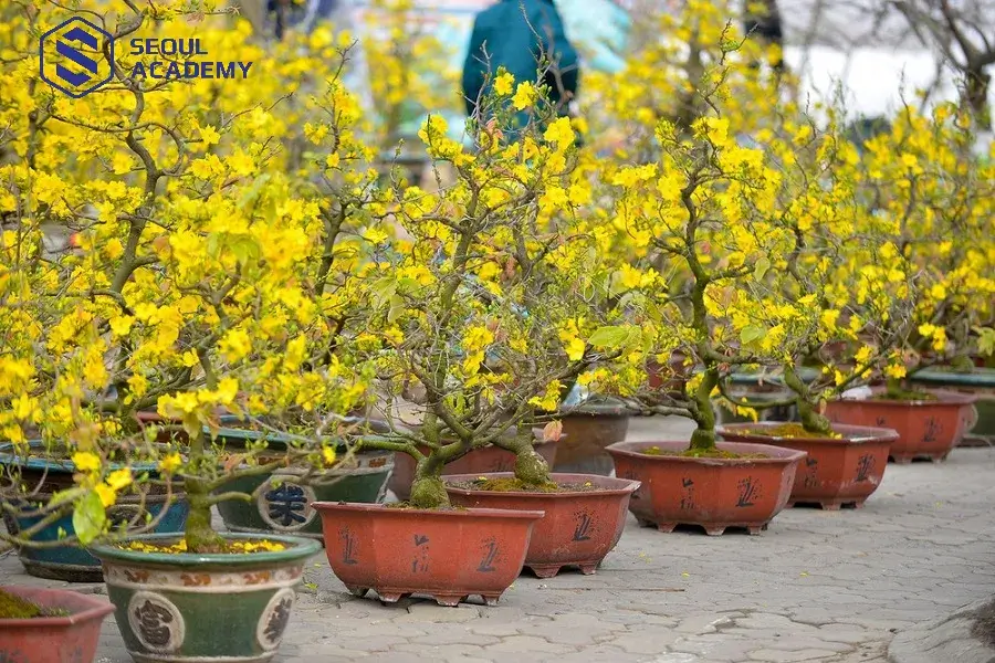 Tháng Giêng nên bán gì? - thị trường cây cảnh là một gợi ý không nên bỏ qua