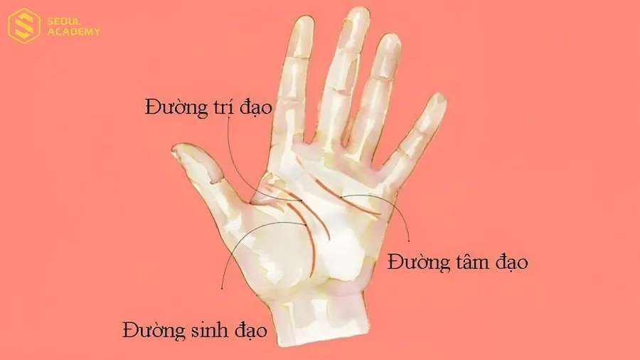 Nếu phía dưới đường trí đạo có phân nhánh hướng xuống thì cũng là dấu hiệu cho thấy bạn có khả năng thích nghi tốt khi sinh sống và làm việc tại nước ngoài