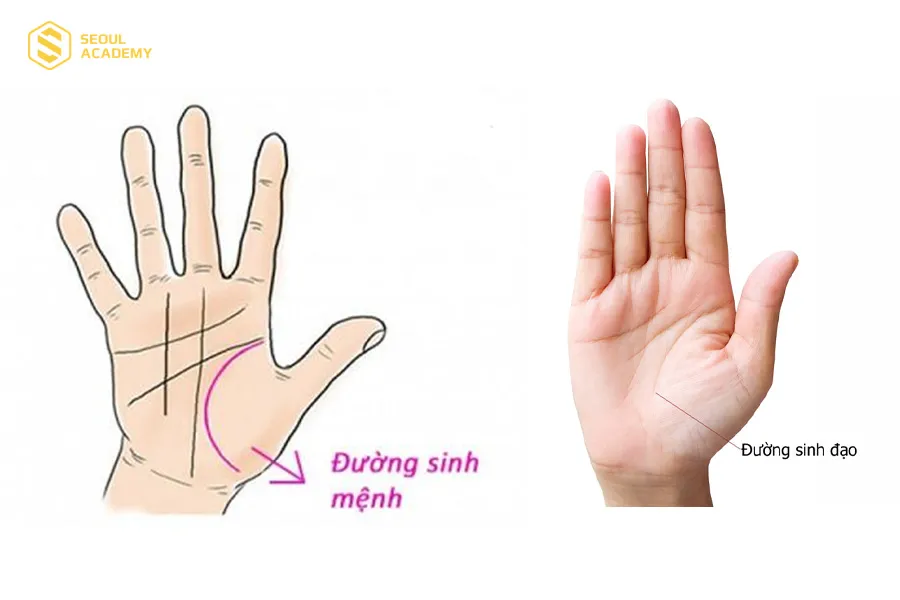 Chỉ tay chết sớm báo hiệu một sức khỏe yếu và tuổi thọ ngắn