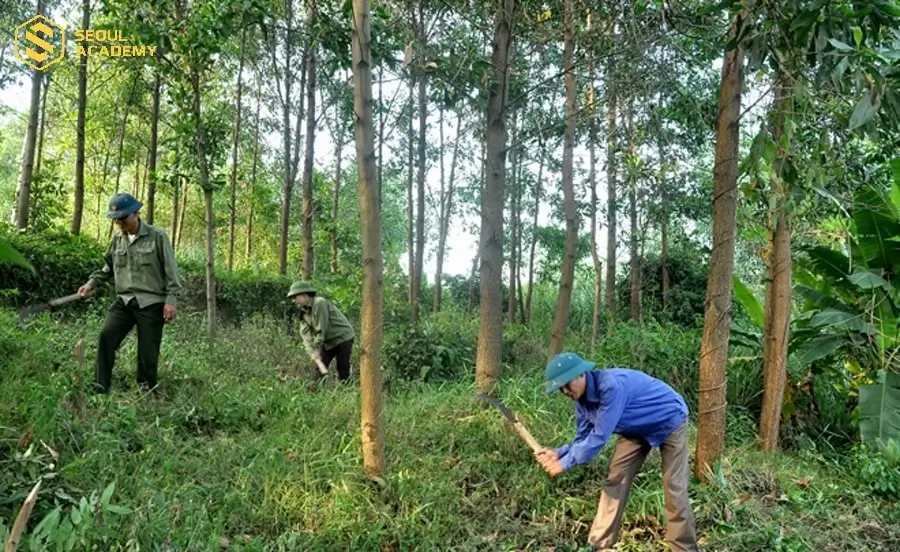 Ngành Lâm nghiệp phù hợp với những bạn trẻ yêu thiên nhiên